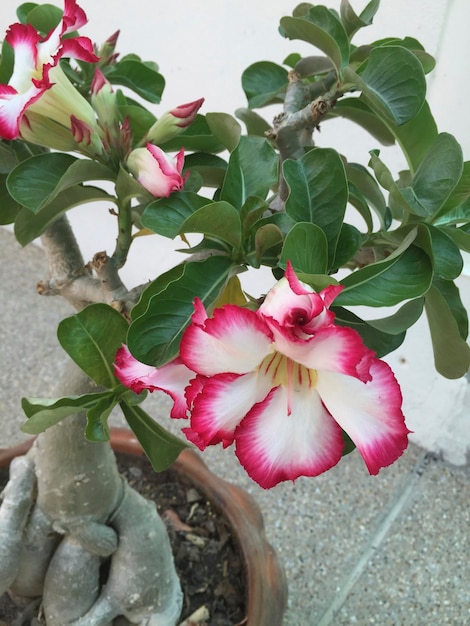 Foto close-up di fiori rosa