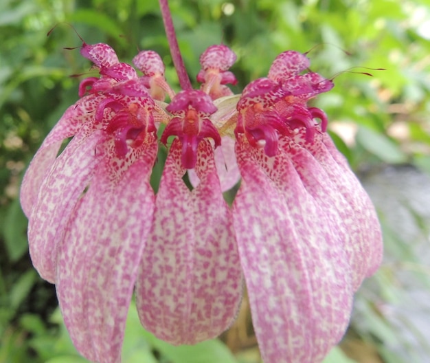 Close-up of pink flowers