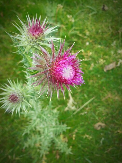 Close-up of pink flowers