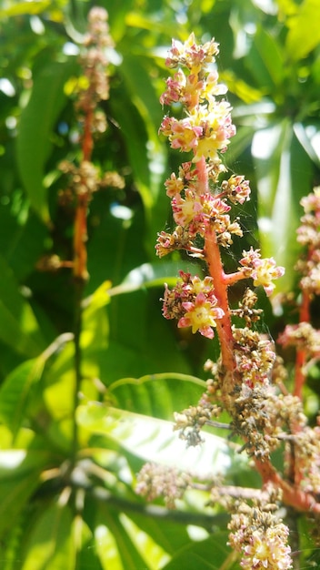 Close-up of pink flowers