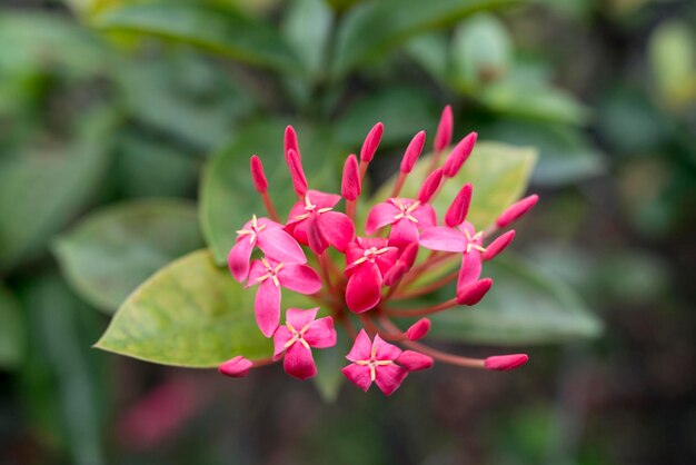 ピンクの花のクローズアップ