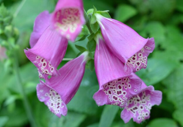 Photo close-up of pink flowers