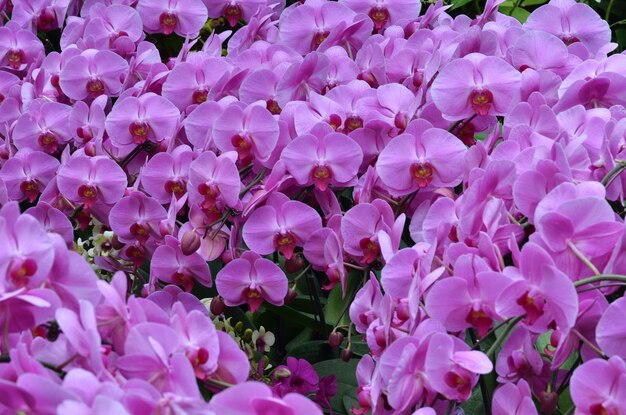 Close-up of pink flowers