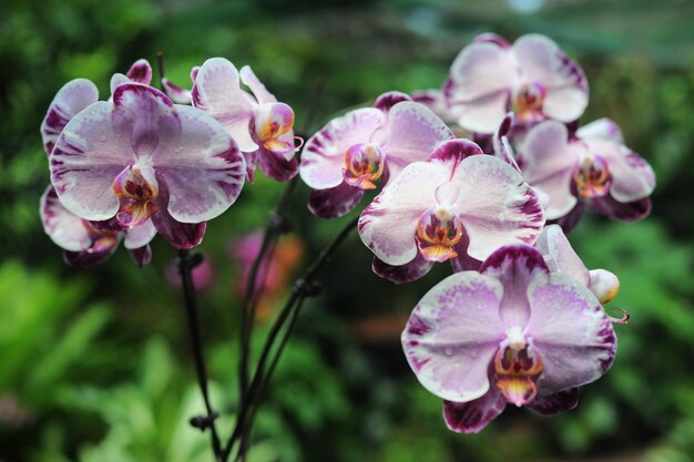 Photo close-up of pink flowers