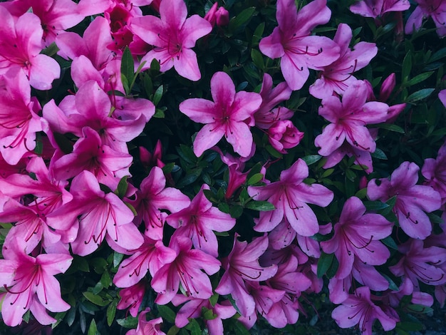 Photo close-up of pink flowers