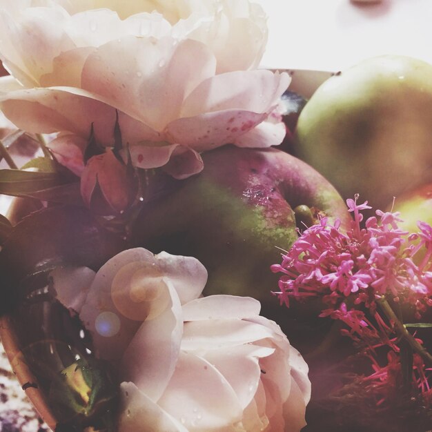 Photo close-up of pink flowers