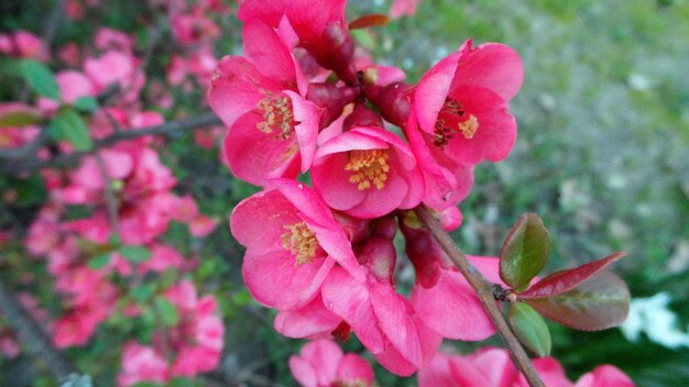 Foto close-up di fiori rosa