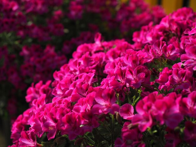 Close-up of pink flowers