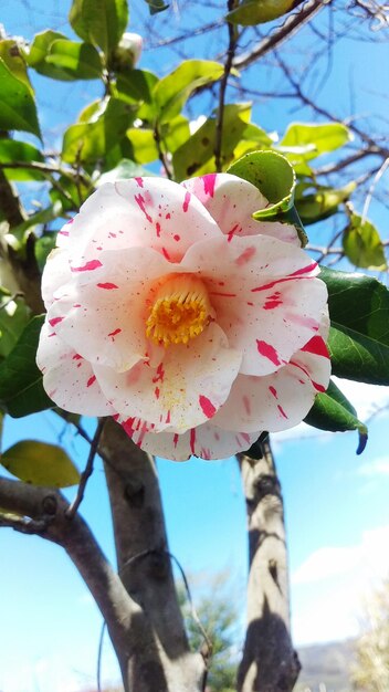 Close-up of pink flowers