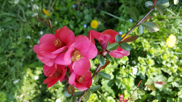 Foto close-up di fiori rosa