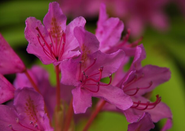 Close-up of pink flowers