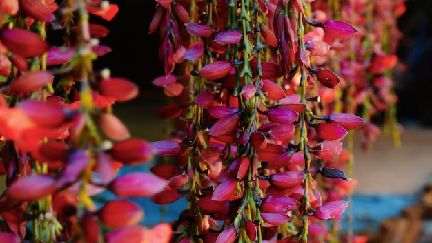 Close-up of pink flowers