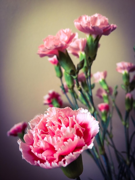 Foto close-up di fiori rosa