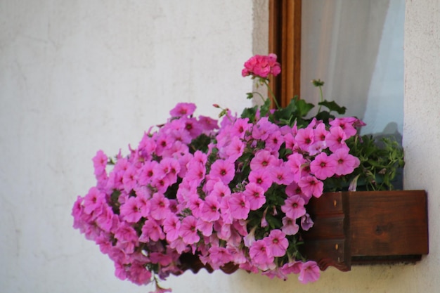 Foto close-up di fiori rosa