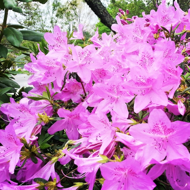 Foto close-up di fiori rosa