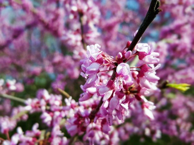 Foto close-up di fiori rosa