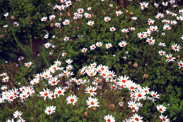 Foto close-up di fiori rosa