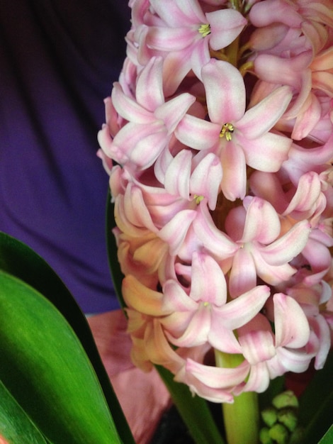 Close-up of pink flowers