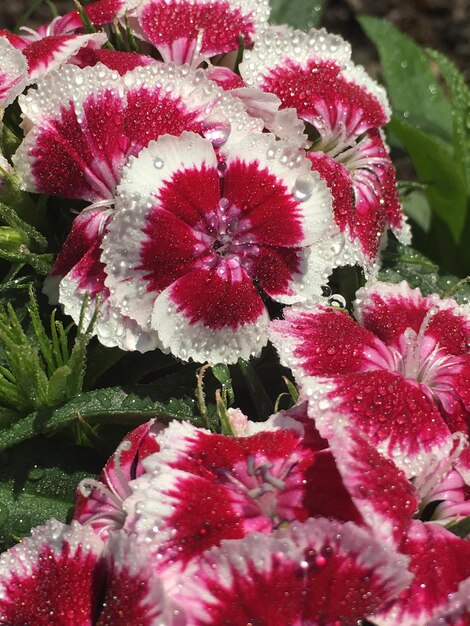 Close-up of pink flowers