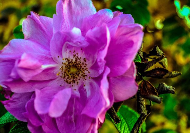 Close-up of pink flowers