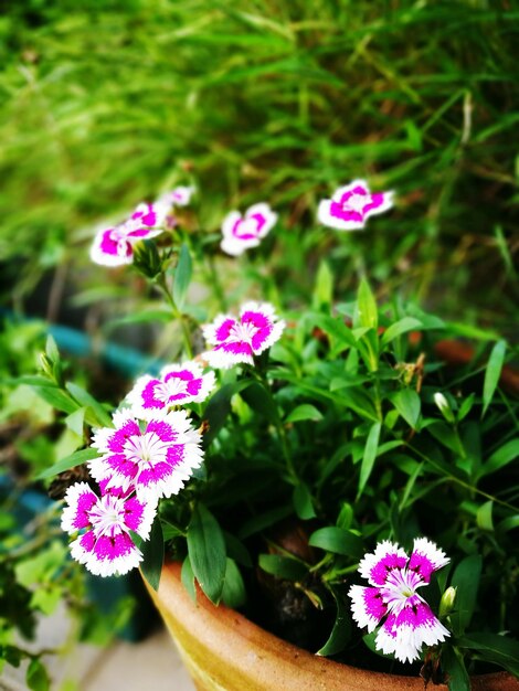 Photo close-up of pink flowers