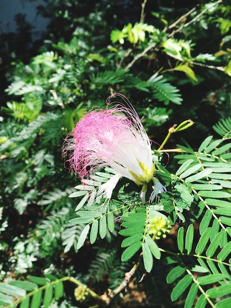 ピンクの花のクローズアップ