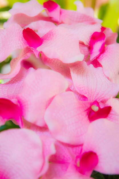 Close-up of pink flowers