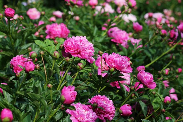 Close-up of pink flowers