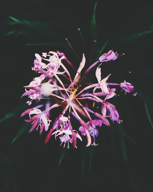 Photo close-up of pink flowers