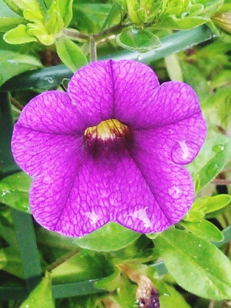 Close-up of pink flowers