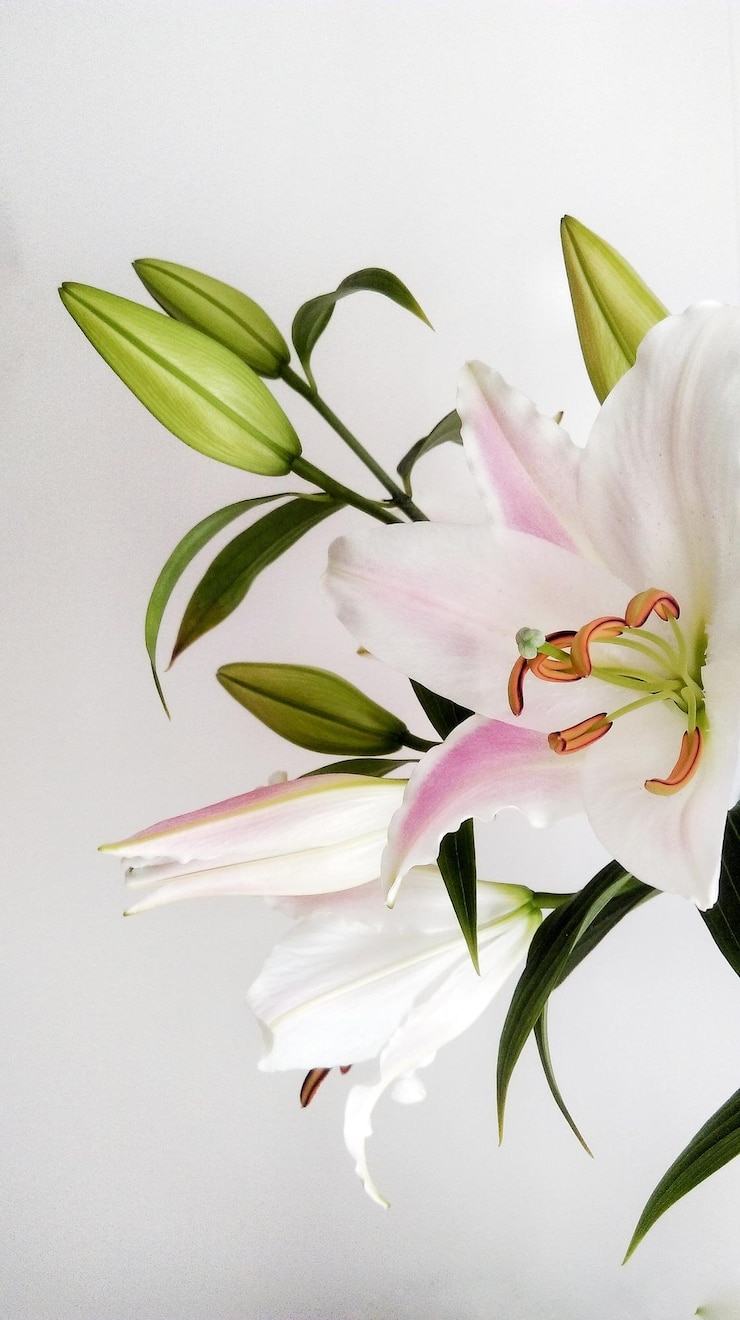 Photo ピンクの花のクローズアップ