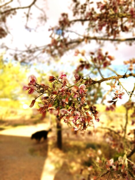 Close-up of pink flowers