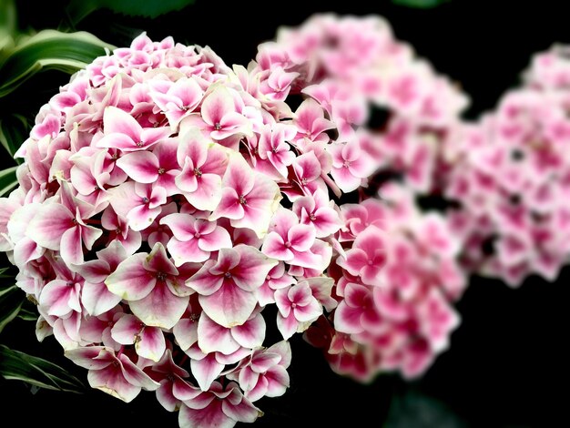 Foto close-up di fiori rosa