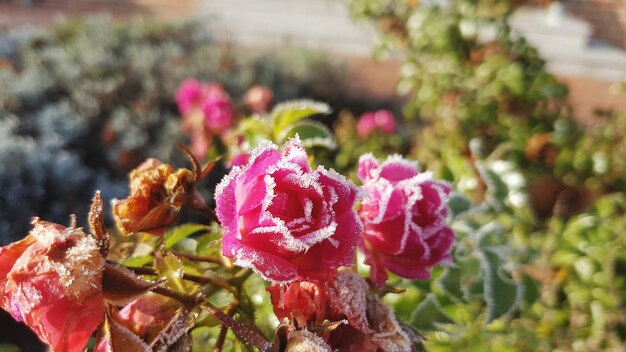 ピンクの花のクローズアップ