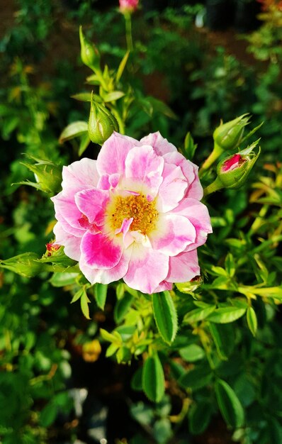 Photo close-up of pink flowers