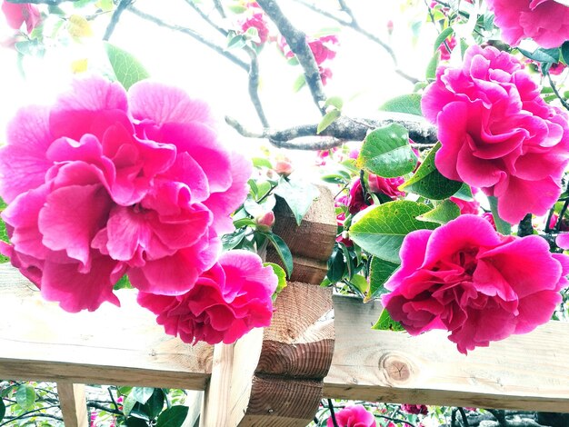 Close-up of pink flowers