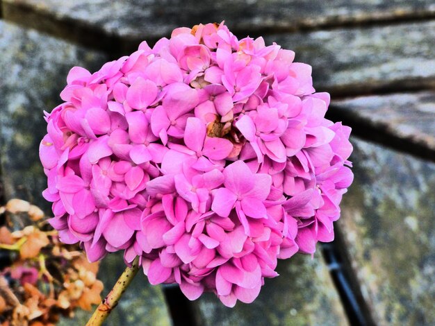 Foto close-up di fiori rosa