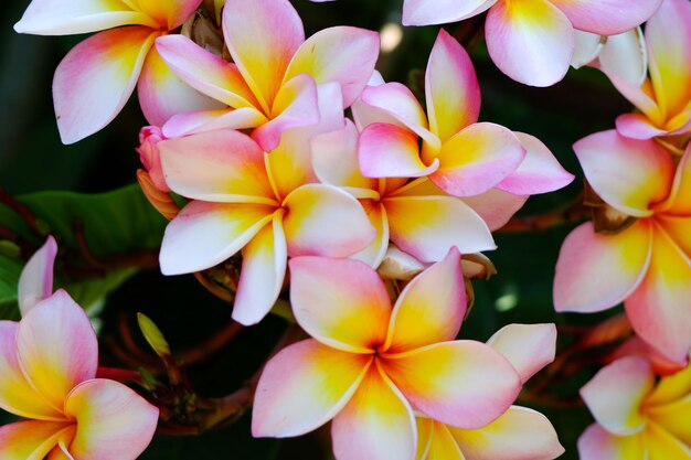 Foto close-up di fiori rosa