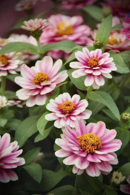 Close-up of pink flowers