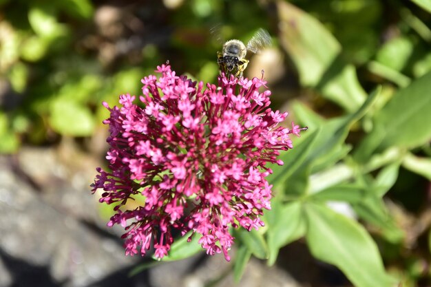 Photo close-up of pink flowers