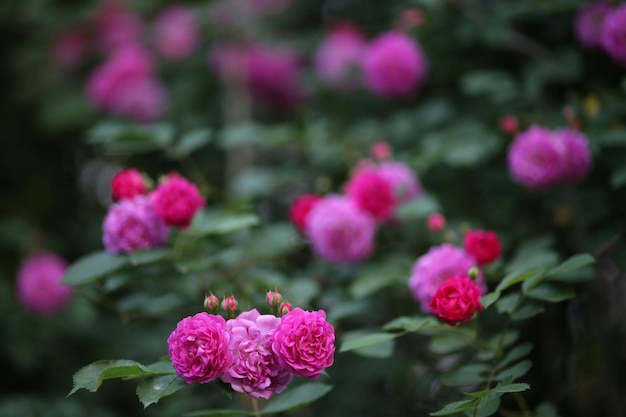 ピンクの花のクローズアップ
