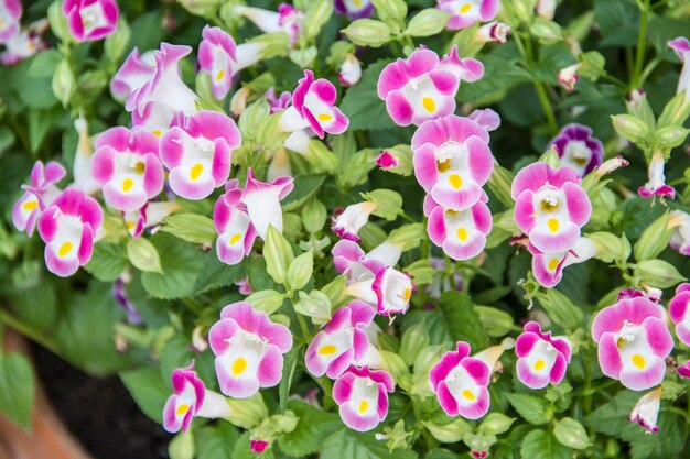 Close-up of pink flowers