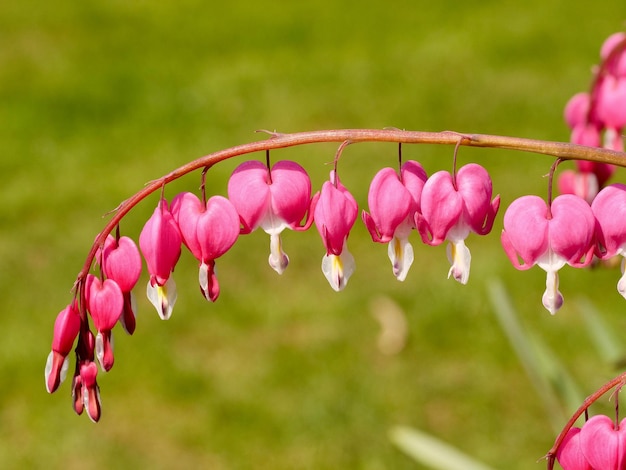 Photo close-up of pink flowers