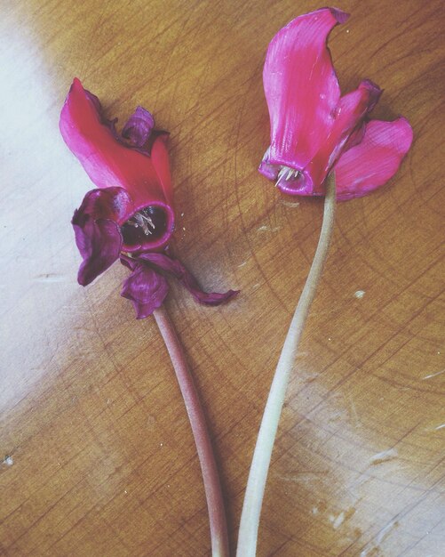 Photo close-up of pink flowers