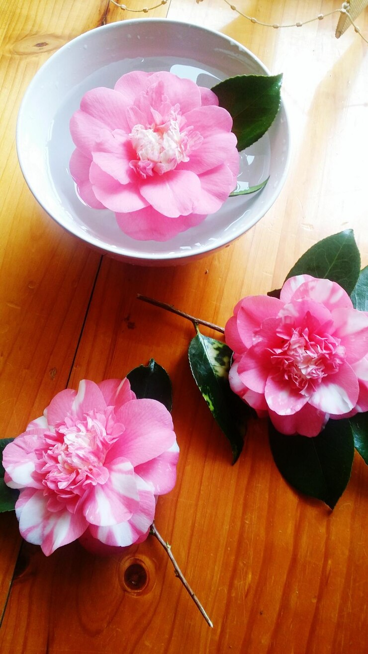 Photo close-up of pink flowers