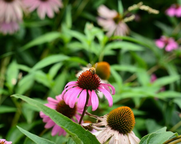 Close-up of pink flowers