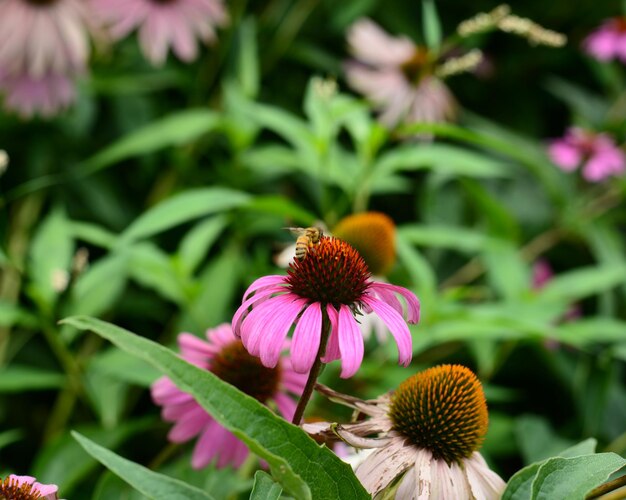 Close-up of pink flowers