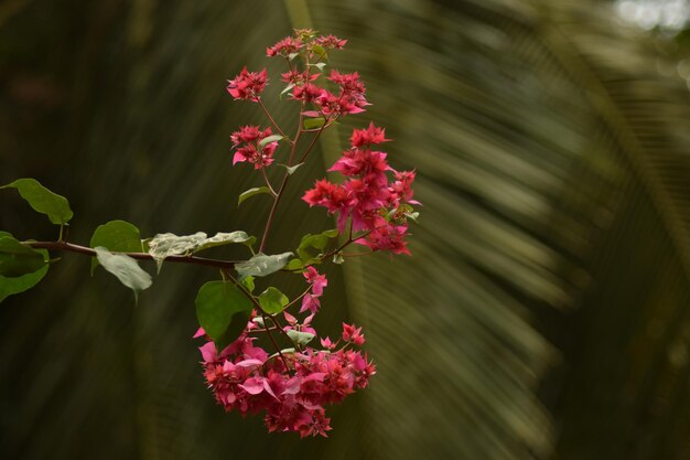 Close-up of pink flowers