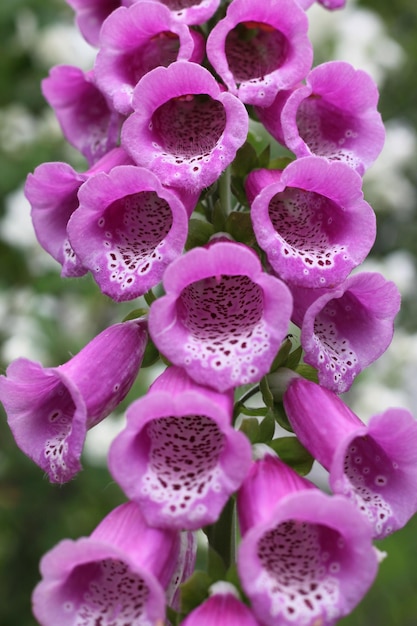 Foto close-up di fiori rosa