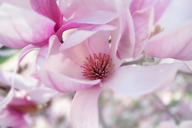 Photo close-up of pink flowers